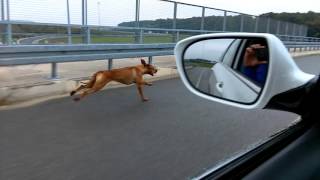 Rhodesian Ridgeback running fast [upl. by Schecter]