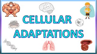 Cell Adaptations  Pathology  Hypertrophy Hyperplasia Atrophy amp Metaplasia [upl. by Liatris112]