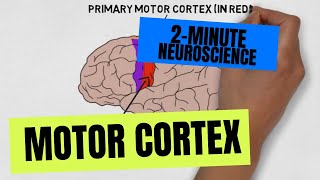 2Minute Neuroscience Motor Cortex [upl. by Anomor]