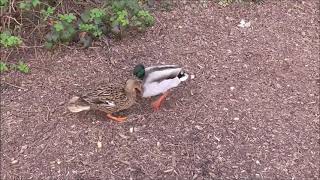 Big Duck Fight Male Duck has Female Duck by the neck and nearly strangles her 1st April 2021 [upl. by Nallaf855]