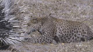 Prickly Prey Leopard Vs Porcupine  Natures Great Events  BBC America [upl. by Rowley]