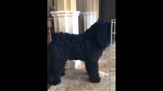 Bouvier Door Guard bouvierdesflandres bouvier blackdog guarddog doglover [upl. by Euginom]