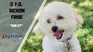 BICHON FRISE DOG TRAINING [upl. by Urbana347]