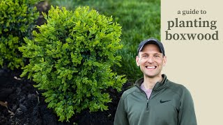 A Guide to Planting Boxwood [upl. by Delastre]