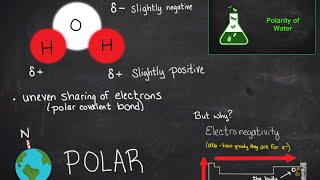 Polarity of Water [upl. by Orland]