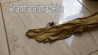 Aranha armadeira muito cuidado especie venenosa perigosa [upl. by Adne]