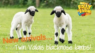 Twin Valais blacknose lambs [upl. by Celio]