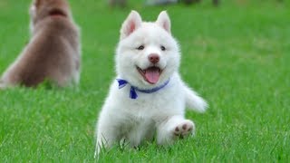 Cutest White Husky Puppy Must Watch [upl. by Cherrita]