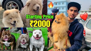 Cheapest Dogs Market In india  WholesaleRetail  PitbullAmerican BullyLhasa Suraj chauhan [upl. by Elstan]