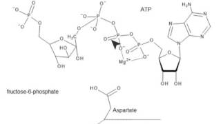 CHEM 407 Glycolysis  3  Phosphofructokinase Mechanism [upl. by Chirlin]