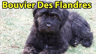 The Right Companion Bouvier Des Flandres [upl. by Alial55]