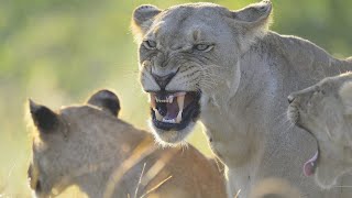 Wildlife  Lion Pride Wild Documentary 2020 Nat Geo HD 1080p [upl. by Eustashe917]