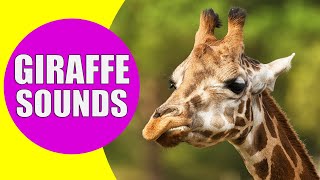 GIRAFFE SOUNDS  Learn Animals with Kiddopedia Shorts [upl. by Aikemehs]