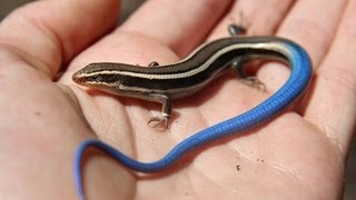 Juvenile Bluetailed Western Skink  Reptiles of BC [upl. by Corrianne]