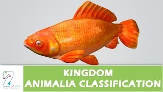 Kingdom Animalia Classification [upl. by Mella]