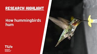 How hummingbirds hum [upl. by Yv]