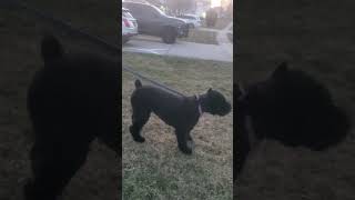 Bouvier Des Flandres [upl. by Torrlow]