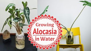 Growing Alocasia in Water  Guide on Propagating Alocasia [upl. by Lemon]