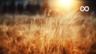 Peaceful Morning Relaxing Instrumental Music Opus 1 [upl. by Gotcher850]