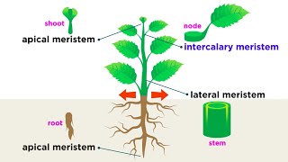 Types of Plant Cells [upl. by Elicec561]