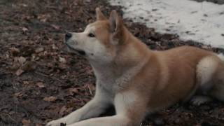 AFFIRM Films Presents Hachi A Dogs Tale [upl. by Ahsitam892]