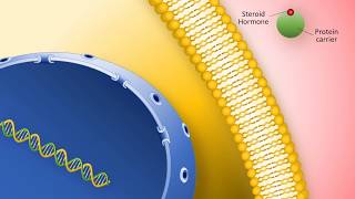 Lipidsoluble hormones steroid hormones [upl. by Alard]