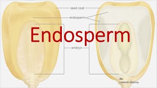 Endosperm in Angiosperms [upl. by Haiel]