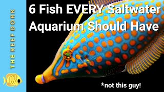 6 Easy Fish EVERY Marine Tank Should Have [upl. by Zellner]