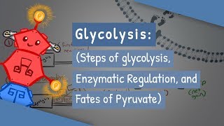 Glycolysis Steps of glycolysis Enzymatic Regulation and Fates of Pyruvate [upl. by Shalna]