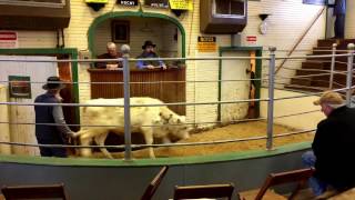 Attending Livestock auctions in Ohio Amish country [upl. by Shelah]