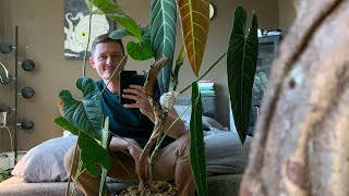 Big Philodendron Leaves amp Unconventional Thoughts on Aroid Care [upl. by Ordisy]