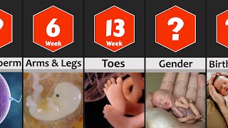 Pregnancy Week by Week Baby Development from 0 to 9 Months [upl. by Kee275]