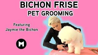 Bichon Frise pet trim [upl. by Adoc743]