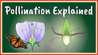 Pollination Explained [upl. by Madelin381]