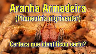 Como identificar a Aranha Armadeira Phoneutria nigriventer e o que fazer com ela  vídeo e fotos [upl. by Ofelia]