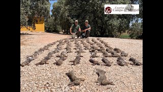 CAZANDO CONEJOS CON PODENCOS EN MONTIEL CIUDAD REAL [upl. by Breban300]