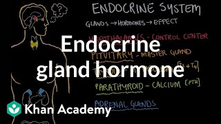 Endocrine gland hormone review  Endocrine system physiology  NCLEXRN  Khan Academy [upl. by Irina]