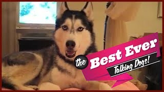 TOP 10 BEST TALKING DOGS EVER [upl. by Anitnerolf650]