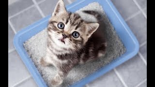 astuces pour avoir un chaton propre [upl. by Litton507]