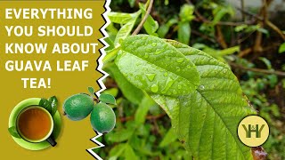 17 Health Benefits of Guava Leaves Tea amp Uses to Improve Your Health Right Now [upl. by Malvina]