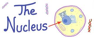 The nucleus  The Controller of Your Cell [upl. by Pavyer937]