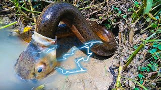 Electric Eel VS Others What Electric Eels Can Do [upl. by Holly]