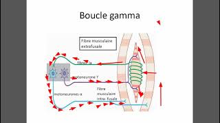 Boucle Gamma [upl. by Ainessey]