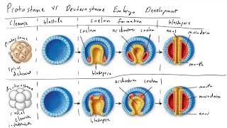 Protostome vs Deuterostome Embryo Development [upl. by Anbul345]