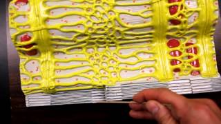 MUSCULAR SYSTEM ANATOMYMuscle fiber with sarcomere model description [upl. by Domini]