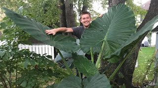 The Secret to Growing Alocasia  The Barefooted Gardener [upl. by Pfaff]