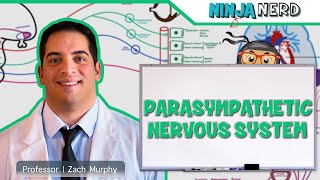 Neurology  Parasympathetic Nervous System [upl. by Von]