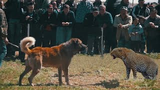 When dogs and Leopards come face to face in India [upl. by Bronk]