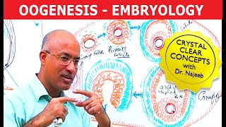 Oogenesis  Gametogenesis  Embryology🩺 [upl. by Herminia709]