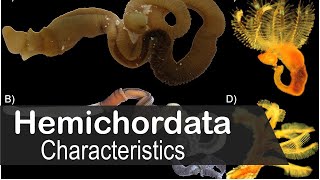 Hemichordata phylum characteristics  UPSC zoology optional [upl. by Alleber]